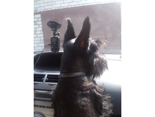 IMG 20160709 083345.jpg