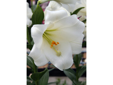 24,26���. ����� ���� ��(�������� ���� �� 5 ��., ����������� ����� 3��.).jpg