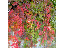 ������� ��������.