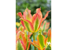 47,26���. ������� Extreme �����(�������� ���� �� 5 ��., ����������� ����� 1��.)���17.jpg