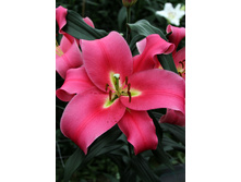 32,2���. ����� �������(�������� ���� �� 5 ��., ����������� ����� 3��.).jpg