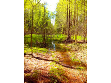 IMG 20170513 135856.jpg