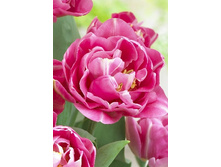 17,24���. ������� ������� ���(�������� ���� �� 10 ��., ����������� ����� 5��.).jpg