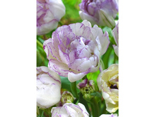 37,26���. ������� ���������(�������� ���� �� 7 ��., ����������� ����� 2��.).jpg