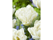 20,65���. ������� �������(�������� ���� �� 10 ��., ����������� ����� 5��.)���17.jpg