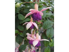 ������ Pink Ballet Girl No292