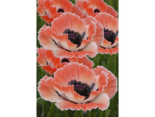 96,75���. ��� ��������(�������� ���� �� 2 ��., ����������� ����� 1��.).jpg