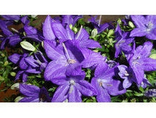 ���������� ( ����� )  Campanula Blue Napoli-
