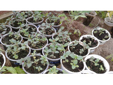 ������� ���