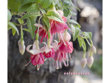 ������ Celebration