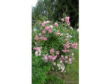 ����� The Fairy.jpg