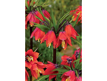 144,1���. ����������� ������� �����(�������� ���� �� 2 ��., ����������� ����� 1��.)���17.jpg