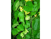 ������� (Telosma) .....