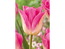 9,51���. ������� ��������(���������� ������ ������ ���������� �� 10 ��.)���17.jpg