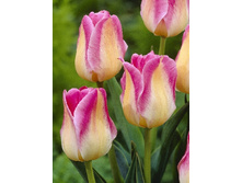 16,94���. ������� ������� �����(�������� ���� �� 10 ��., ����������� ����� 5��.).jpg