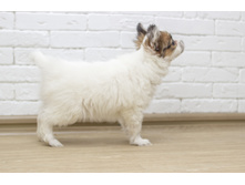 ������ 2 ���.11