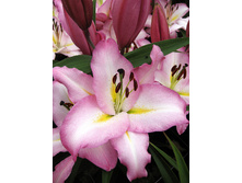 30,62���. ����� �����(�������� ���� �� 5 ��., ����������� ����� 3��.).jpg