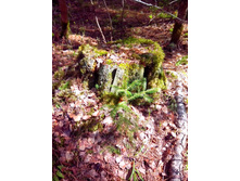 IMG 20170507 131903.jpg