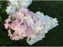 ������� �����