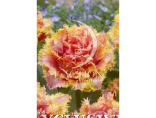 24,63���. ������� ��������(�������� ���� �� 7 ��., ����������� ����� 3��.)���17.jpg