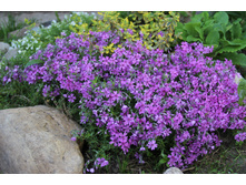 ����� ���������� ������� (�ϣ ����)