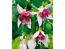 ������ Bella Rozella No192