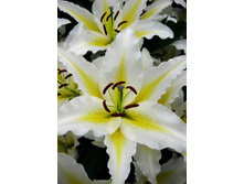 35,06���. ����� ���������(�������� ���� �� 5 ��., ����������� ����� 3��.).jpg