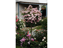 ����� ��������.jpg