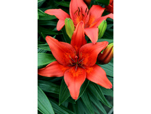 25,06���. ����� ��������(�������� ���� �� 5 ��., ����������� ����� 3��.)���16.jpg