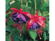 ������ Dark Eyes No203