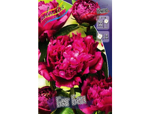 208,5���. ���� ��� ���(���������� ������ ������ ���������� �� 1 ��.).jpg