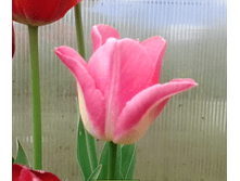 ������� (�ϣ ����)