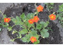 �������� �������� (�ϣ ����)