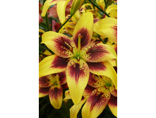 36,66���. ����� ������(�������� ���� �� 5 ��., ����������� ����� 3��.).jpg