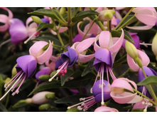 ������ Shadow Dancer Carolina No283