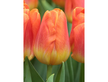 14,71���. ������� ������(���������� ������ ������ ���������� �� 10 ��.)���17.jpg