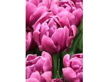 18,43���. ������� ����� ����(�������� ���� �� 10 ��., ����������� ����� 5��.)���17.jpg