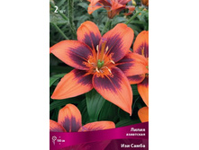 ����� ��� �����.jpg