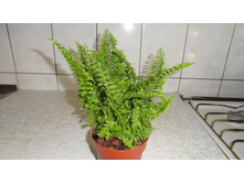 ���������� ���������� Ex Vitale -