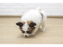 ������ 2 ���.8