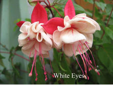 ������ White Eyes No423 (�������� ����������)