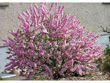 ������� �������