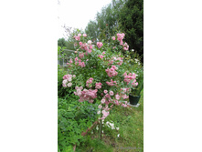 ����� The Fairy1.jpg