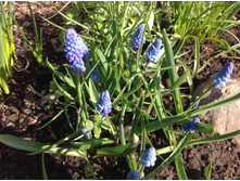 ������� �������