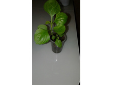 ����� ���������