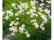 ����������.