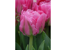 22,44���. ������� ���������(�������� ���� �� 10 ��., ����������� ����� 5��.)���17.jpg