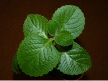 ����������� ��������� (��������� ����)