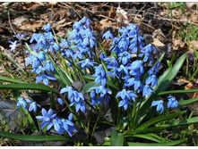 �������� (������) ���������