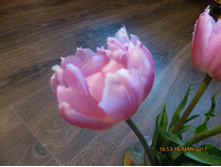 ���� ������